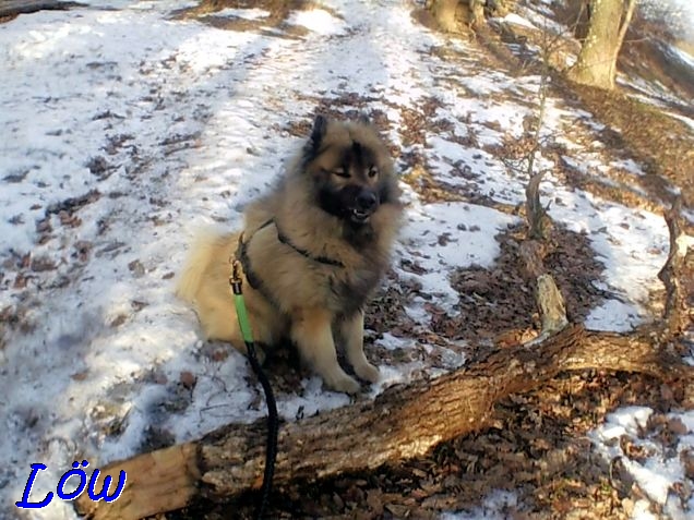 6.2.2023 - Unterwegs im Kuhheidewald